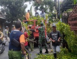 Antisipasi Pohon Tumbang, Babinsa Gandekan Bersama Saberling dan Warga Laksanakan Perempelan Pohon
