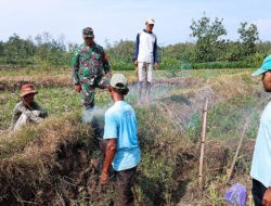 Babinsa Wonosegoro Bersinergi Basmi Hama Tikus Di Desa Lemah Ireng