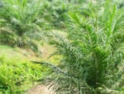 Satgas PKH dan Kejagung Diduga Salah Eksekusi Kebun Sawit di Padang Lawas Sumut