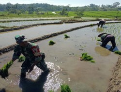 Babinsa Koramil Ngrambe Aktif Lakukan Pendampingan Kepada Petani Di Wilayah Binaannya
