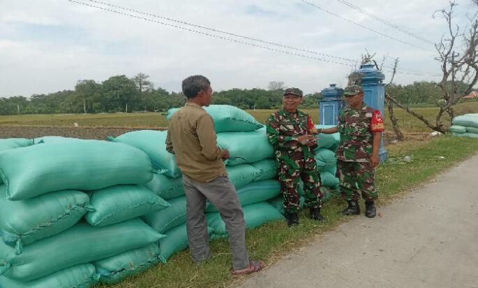 Babinsa Komsos dengan Petani, Tanyakan Harga Gabah dan Kondisi Pertanian