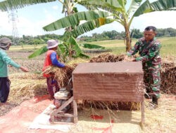 Babinsa Kodim Ponorogo Pendampingan Petani Panen Padi