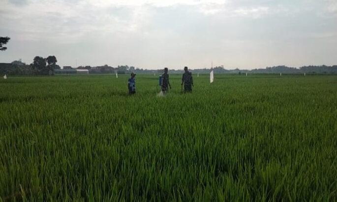 Babinsa Bantu Petani Cegah Hama, Semprot Bulir Padi