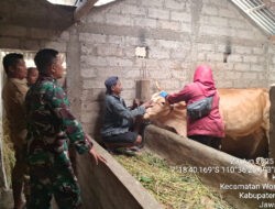 Upaya Pencegahan PMK di Desa Kalinanas