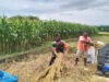 Petani Panen Padi, Babinsa Bantu Rontokkan Gabah