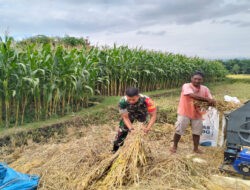Petani Panen Padi, Babinsa Bantu Rontokkan Gabah