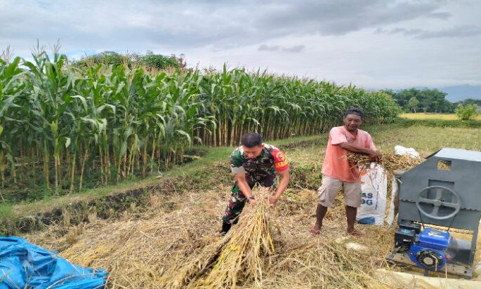 Petani Panen Padi, Babinsa Bantu Rontokkan Gabah