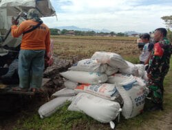 Babinsa Kodim Ponorogo Dampingi Petani Jual Hasil Panen