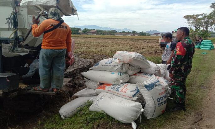 Babinsa Kodim Ponorogo Dampingi Petani Jual Hasil Panen