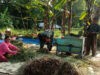Hasil Panen Petani Klego Bagus Karena Bulir Padi Tak Roboh