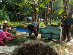 Hasil Panen Petani Klego Bagus Karena Bulir Padi Tak Roboh