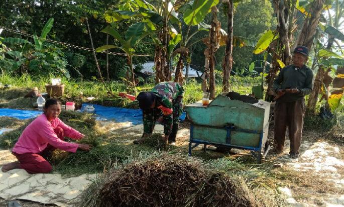 Hasil Panen Petani Klego Bagus Karena Bulir Padi Tak Roboh