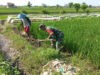 Gulma Menjadi Kendala Petani Yang Harus Disingkirkan