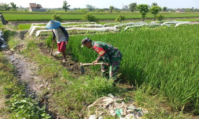 Gulma Menjadi Kendala Petani Yang Harus Disingkirkan
