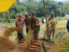 Semangat Babinsa Kodim Ponorogo Bantu Petani Panen Padi