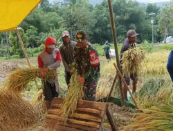 Semangat Babinsa Kodim Ponorogo Bantu Petani Panen Padi