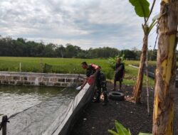 Peran Aktif Babinsa Pendampingan Budidaya Ikan Lele di Wilayah Binaan