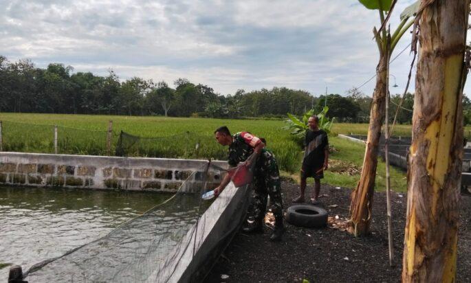 Peran Aktif Babinsa Pendampingan Budidaya Ikan Lele di Wilayah Binaan
