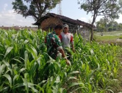 Babinsa Kodim Ponorogo Dampingi Petani Rawat Tanaman Jagung