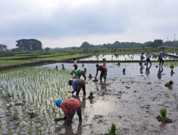 Ini Salah Satu Upaya Babinsa Koramil Kendal Dukung Ketahanan Pangan di Wilayah