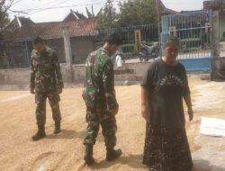 Babinsa Bantu Petani Jemur Padi, Ringankan Beban Petani