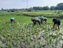 Babinsa Bergotong Royong Membersihkan Hama Rumput, Memberikan Kontribusi dalam Meningkatkan Kesejahteraan Petani