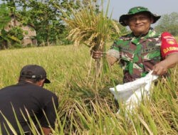 Babinsa Nogosari Dampingi Kegiatan Ubinan untuk Prediksi Hasil Panen Padi