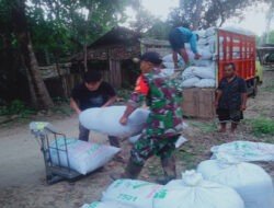 Sukses Kolaborasi TNI dan Bulog Hingga Capai 10 Ton Gabah Diwilayah Pacitan, Petani Sejahtera