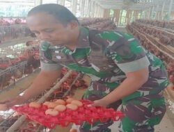 Dukung UMKM di Wilayah, Babinsa Karangjati pendampingan peternak ayam petelur