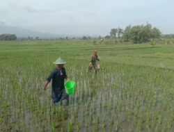 Turun Langsung Kesawah, Babinsa Karanganyar Bantu Proses Pemupukan dalam Program Ketahanan Pangan