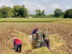Babinsa Kodim Ponorogo Giat Pendampingan Petani Panen Padi