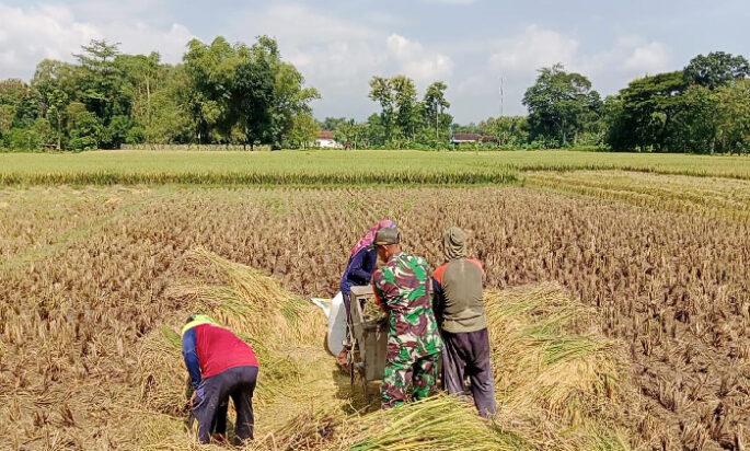 Babinsa Kodim Ponorogo Giat Pendampingan Petani Panen Padi