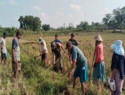 Gropyok Tikus, Babinsa Bersama Warga Desa Kemusu Lindungi Tanaman Padi
