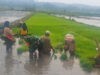 Babinsa Simo Bantu Petani Percepat Masa Tanam Padi di Blagung