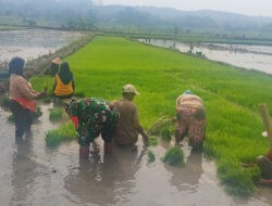 Babinsa Simo Bantu Petani Percepat Masa Tanam Padi di Blagung
