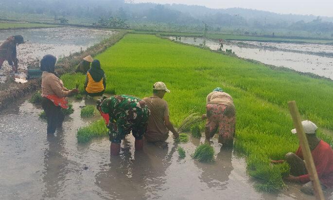 Babinsa Simo Bantu Petani Percepat Masa Tanam Padi di Blagung