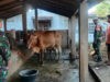 Babinsa Berbagi Ilmu dan Semangat, Kunjungi Peternak Sapi