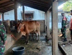 Babinsa Berbagi Ilmu dan Semangat, Kunjungi Peternak Sapi