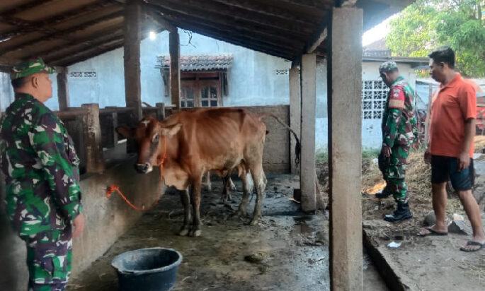 Babinsa Berbagi Ilmu dan Semangat, Kunjungi Peternak Sapi