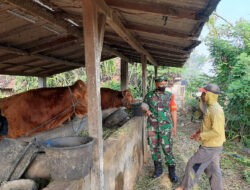 Babinsa Kodim Ponorogo Komsos Dengan Peternak Sapi