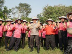 SPN Polda Jatim Gelar Panen Raya Jagung, Wujudkan Ketahanan Pangan