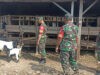 Babinsa Pantau Perkembangan Ternak Kambing, Wujud Pendampingan