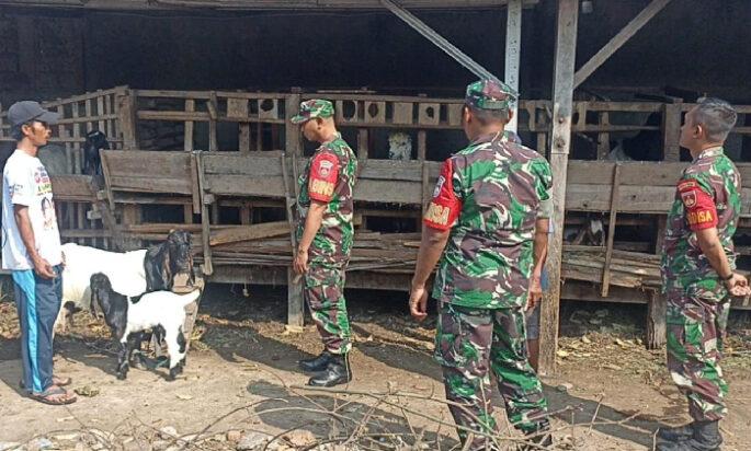Babinsa Pantau Perkembangan Ternak Kambing, Wujud Pendampingan