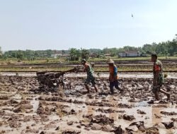 Babinsa Bantu Petani Bajak Sawah dengan Traktor, Tingkatkan Produktivitas Pertanian