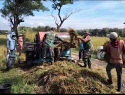 Babinsa Bergotong Royong Bantu Panen Padi, Wujudkan Ketahanan Pangan