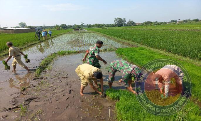 Babinsa Sawit Dampingi Petani Tanam Padi, Dukung Ketahanan Pangan Nasional