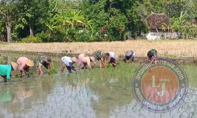 Babinsa Berjibaku di Sawah, Bantu Tanam Padi di Tengah Terik Matahari