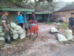 Babinsa Koramil 0801/03 Arjosari Terjun Lapangan Pastikan Harga Gabah Petani Sesuai Standar