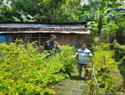 Dorong Pertanian Mandiri, Babinsa Karangjati Dampingi Petani dalam Merawat Tanaman Cabai di Desa Binaan