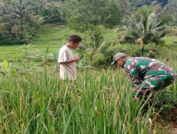 Usir Hama wereng, Babinsa Kodim Ponorogo Dampingi Petani Perawatan Tanaman Padi